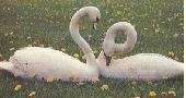 Whistling and Mute Swan